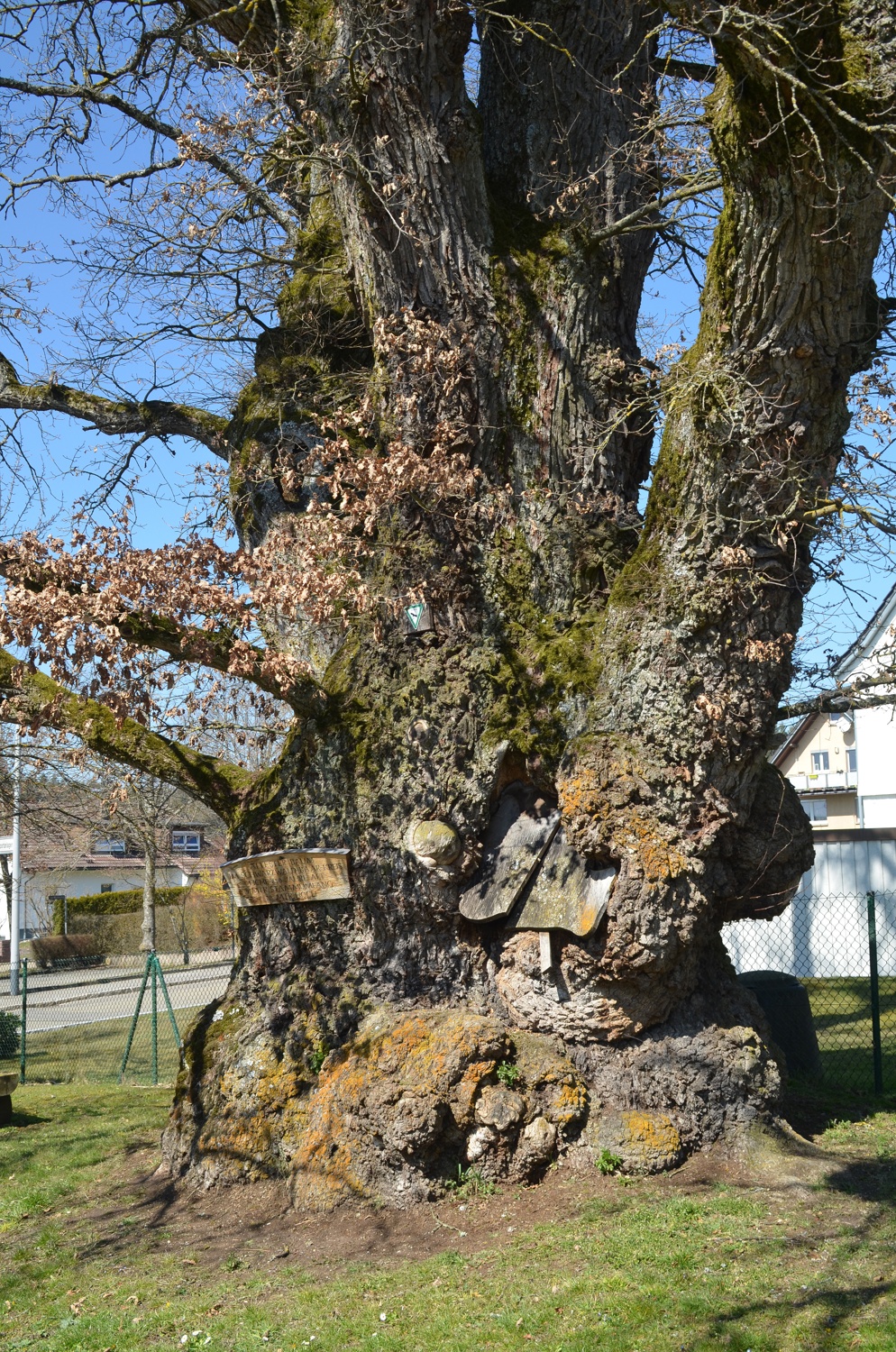 Quercus robur - Tannheim - 2020