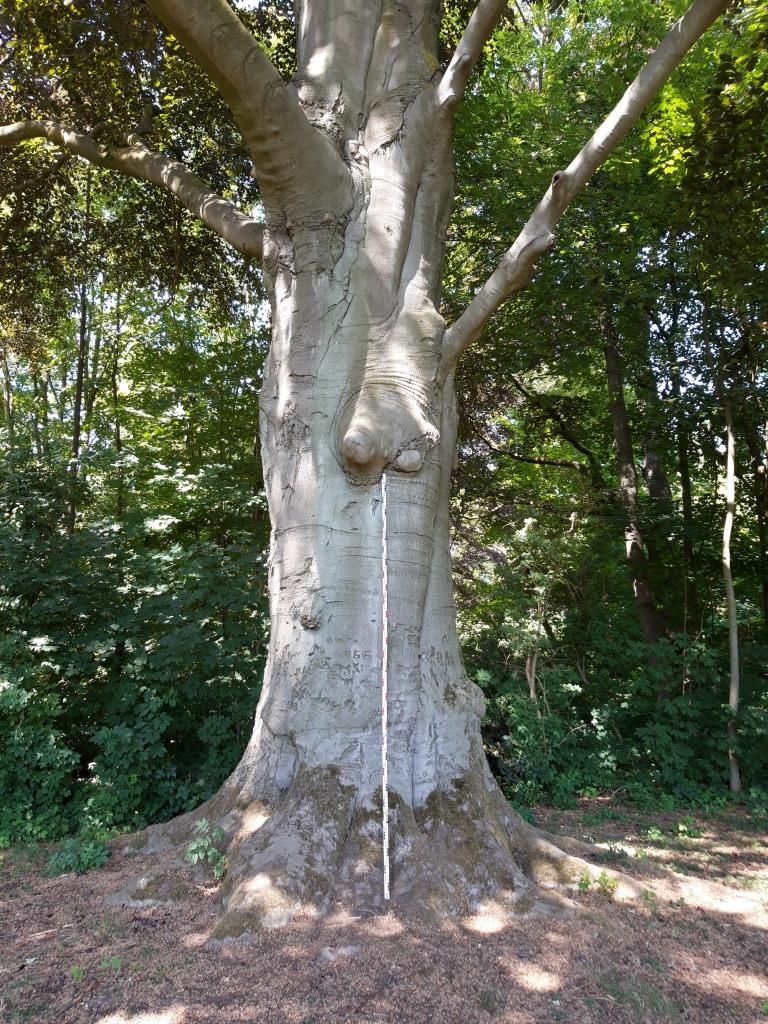 Blut-Buche - Düsseldorf-Himmelgeist - 2021