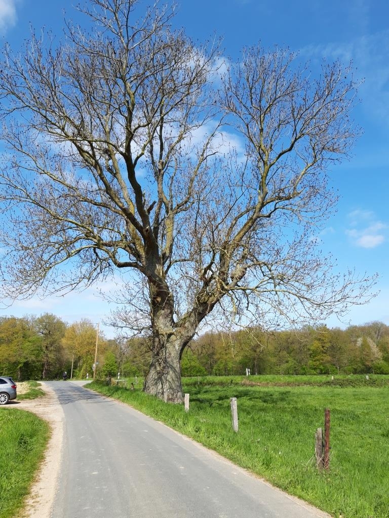 Fraxinus exclesior - Neukirchen-Vluyn - 2021