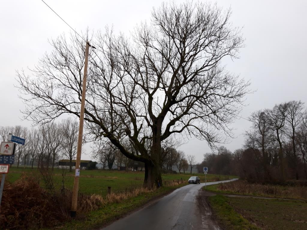 Fraxinus exclesior - Neukirchen-Vluyn - 2021