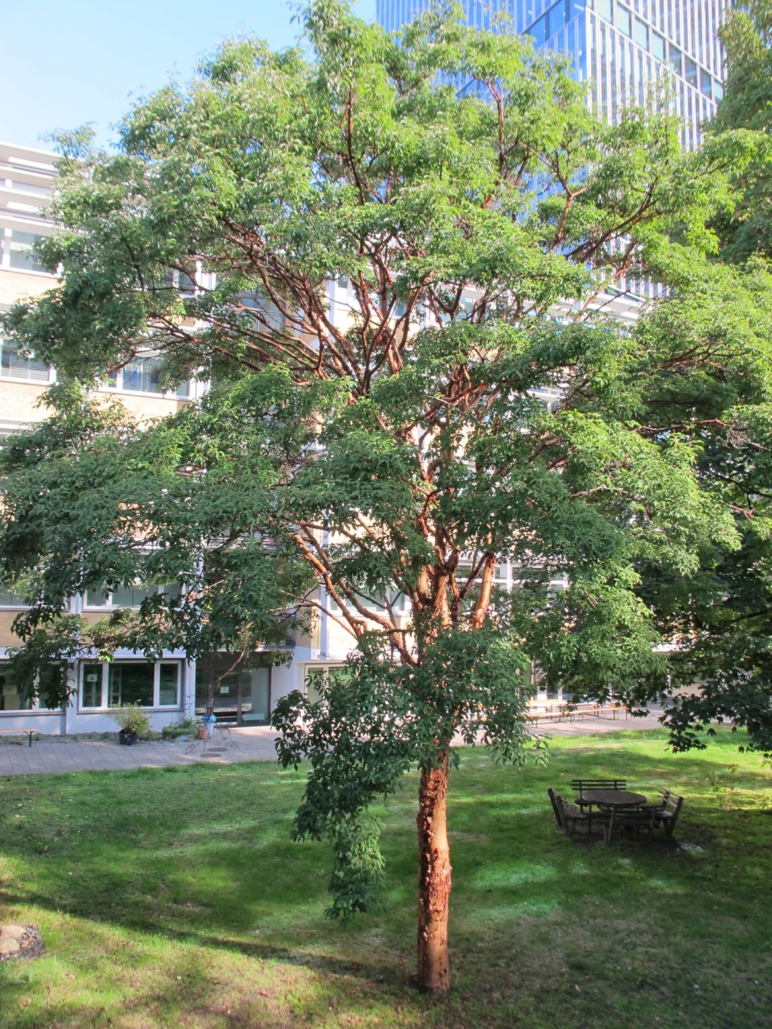 Acer griseum - Frankfurt-Bockenheim - 2022