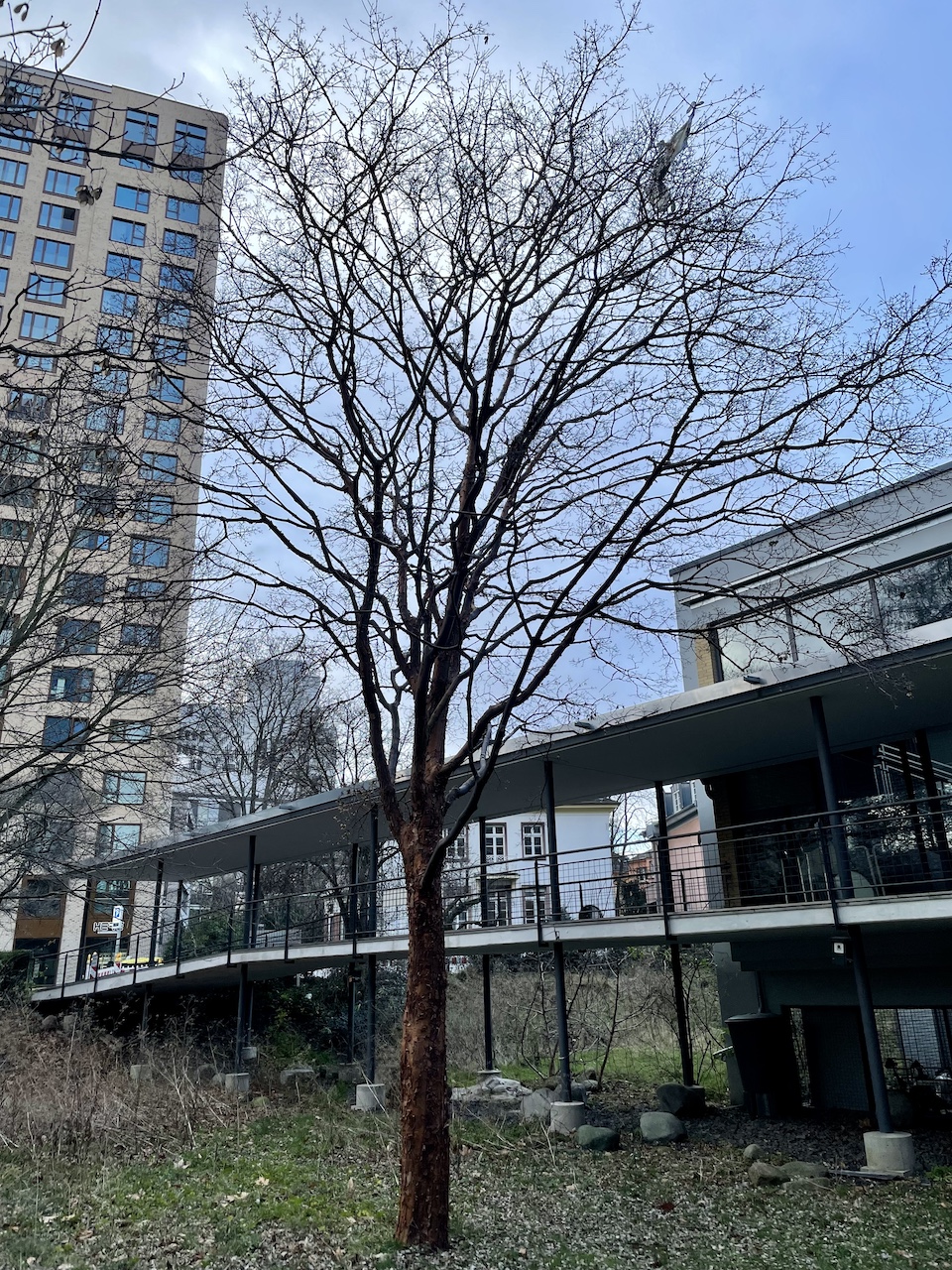 Acer griseum - Frankfurt-Bockenhem - Januar 2025