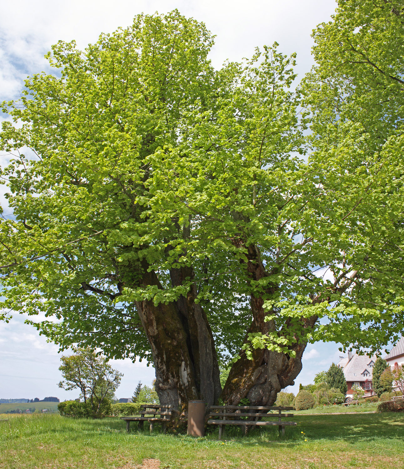 Tilia platyphyllos - Breitnau - 2022