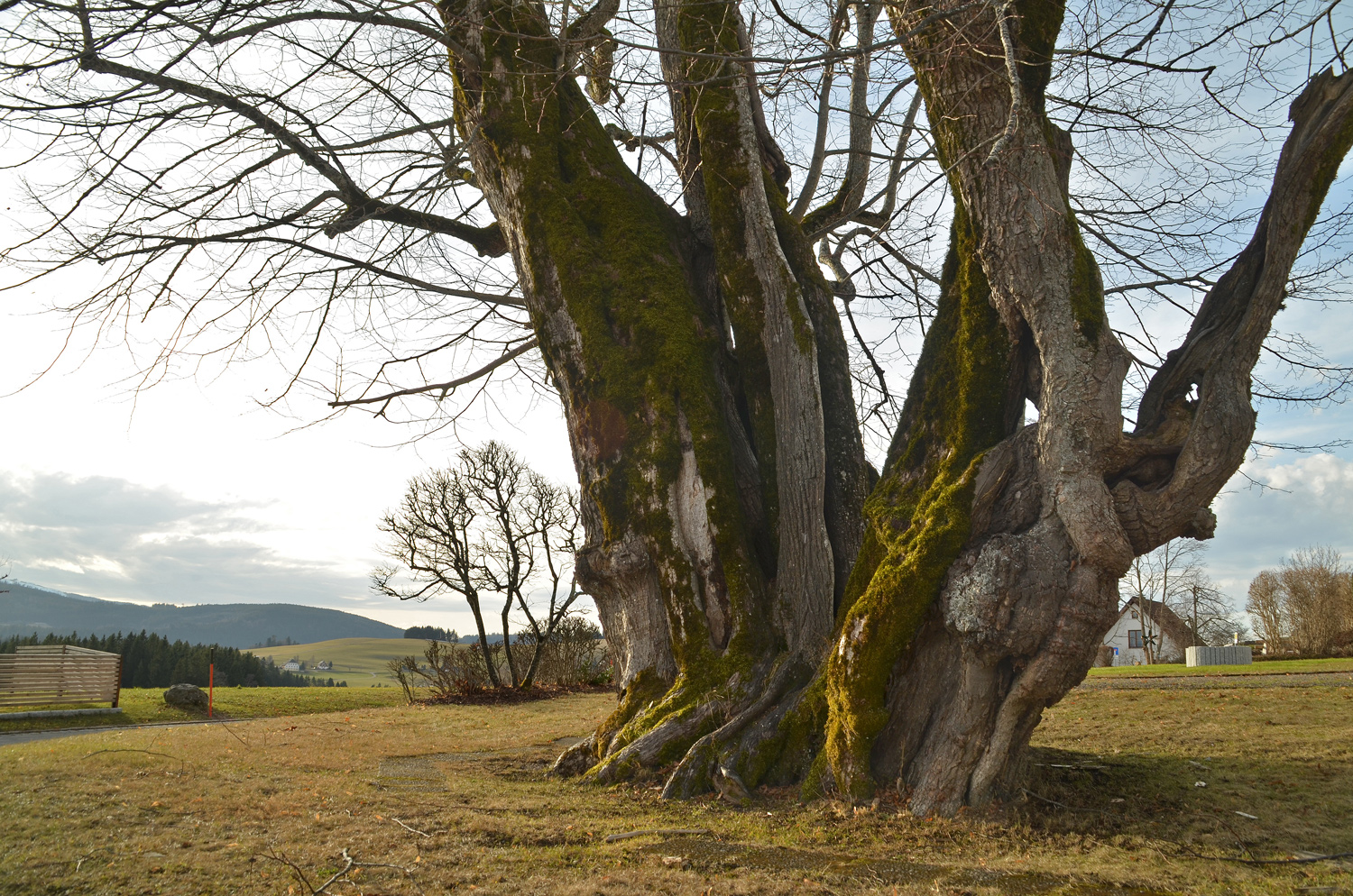 Tilia platyphyllos - Breitnau - 2022