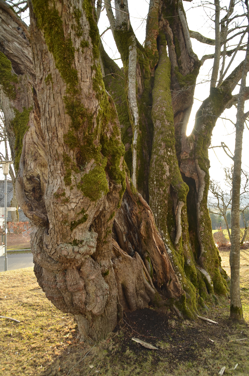 Tilia platyphyllos - Breitnau - 2022