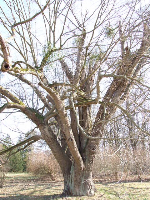 mandshurica Tilia