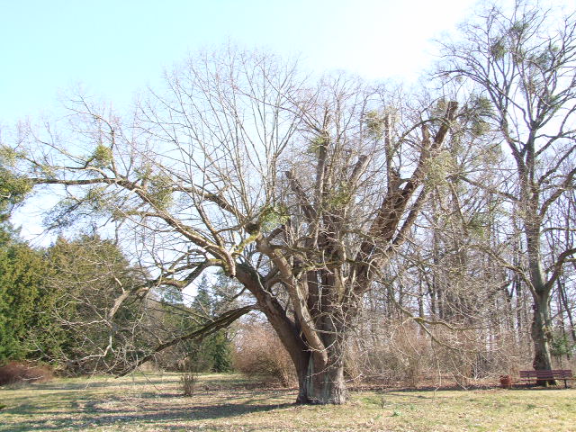 Tilia mandshurica - Degenershausen - 2021