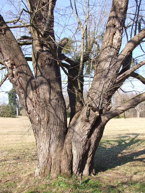 Tilia mandshurica - Degenershausen - 2021