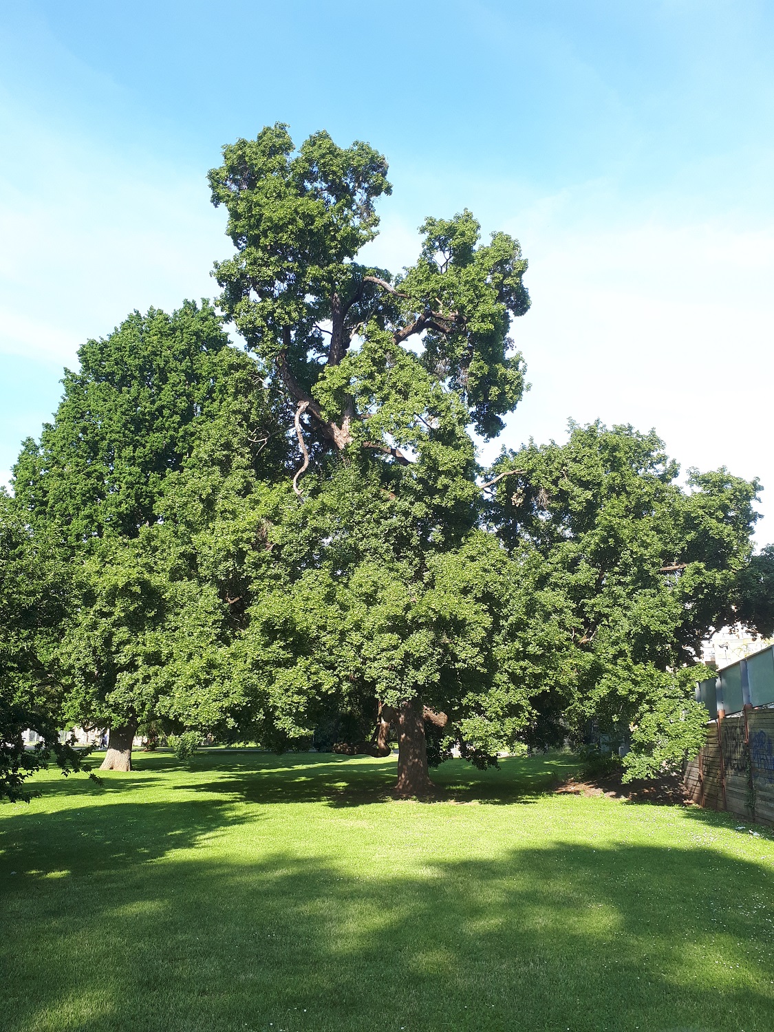 Acer campestre - Stuttgart Schlossgarten - Juni 2021