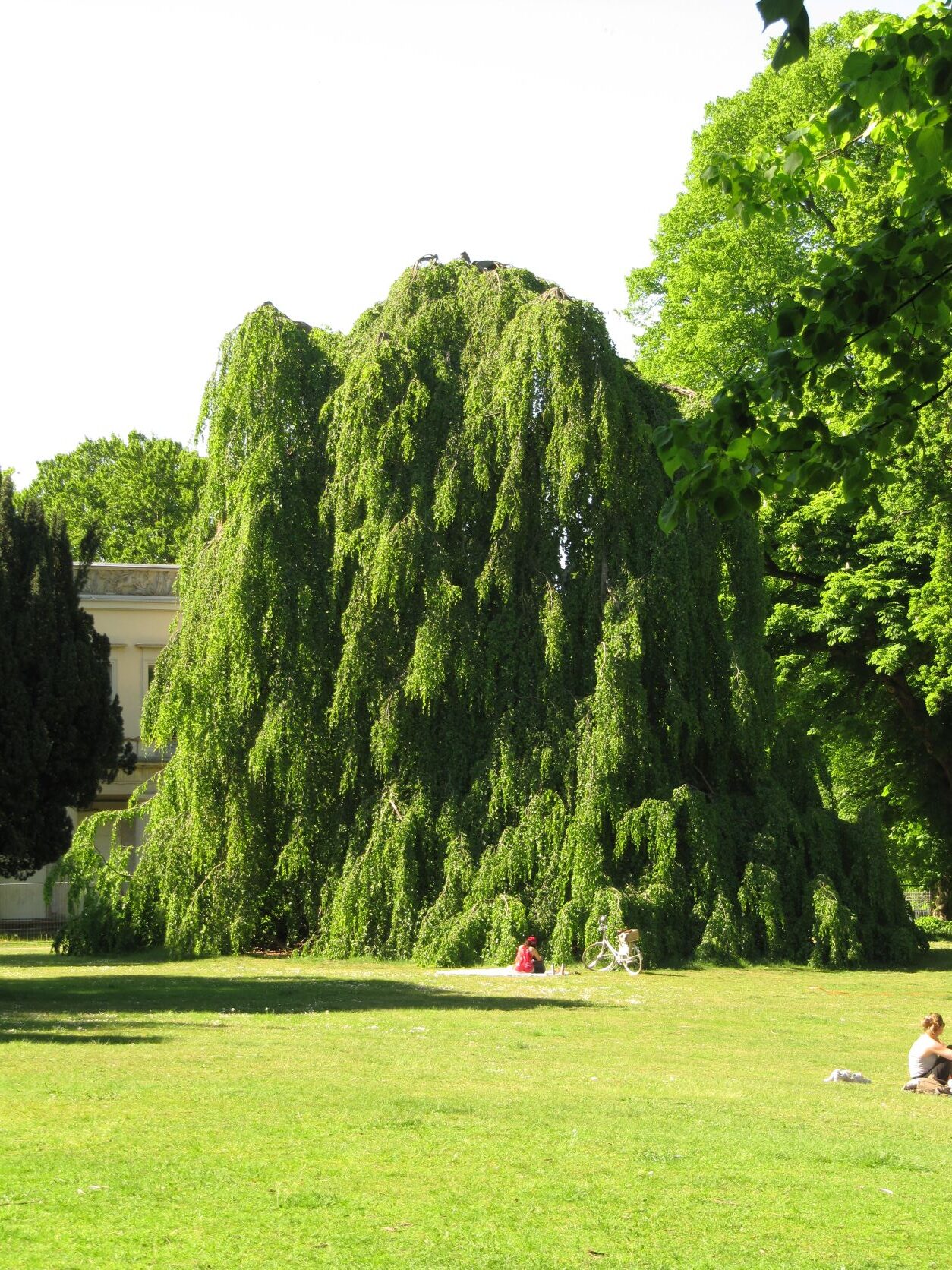 Fagus sylvatica 'Pendula' - Baurs Park - Mai 2022