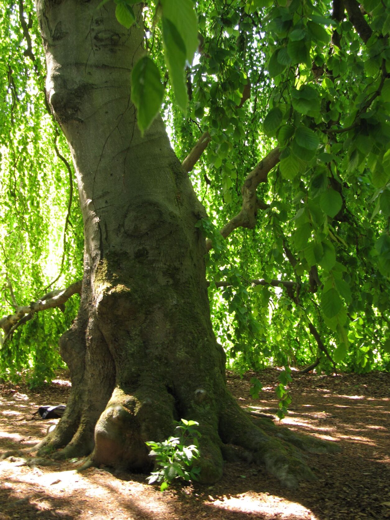 Fagus sylvatica 'Pendula' - Baurs Park - Mai 2022