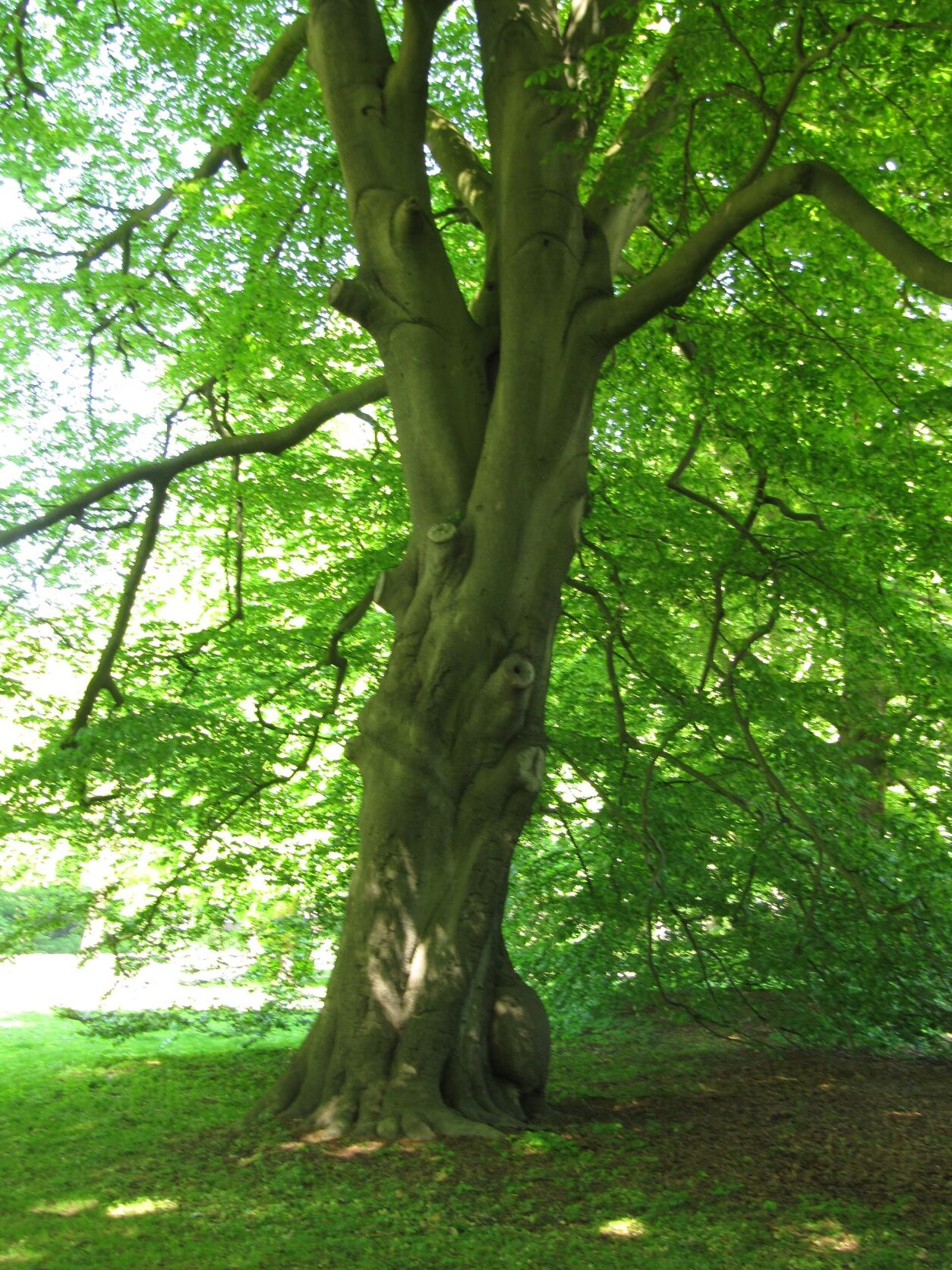 Fagus sylvatica - Hirschpark - Mai 2022