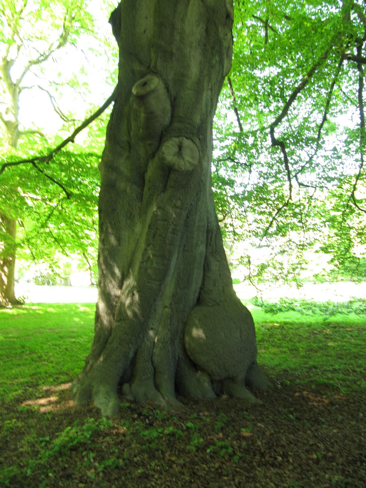 Fagus sylvatica - Hirschpark - Mai 2022