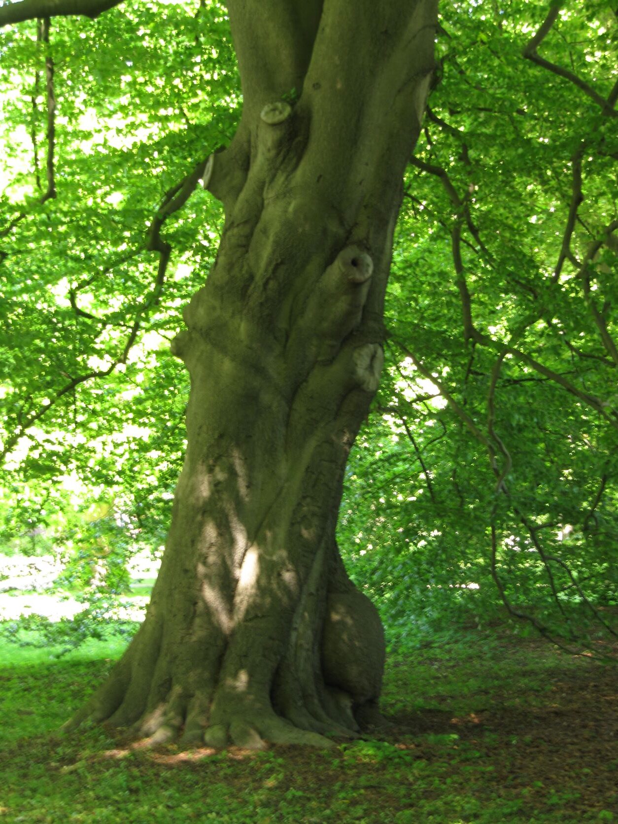 Fagus sylvatica - Hirschpark - Mai 2022