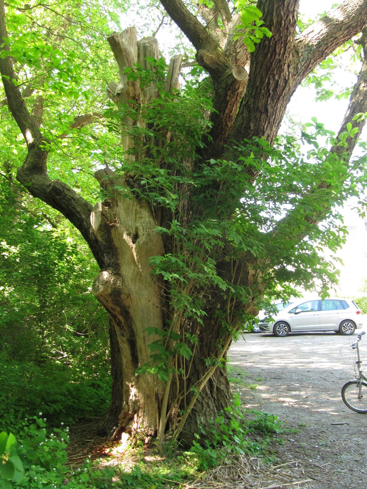 Quercus macranthera - Elbchaussee - Mai 2022