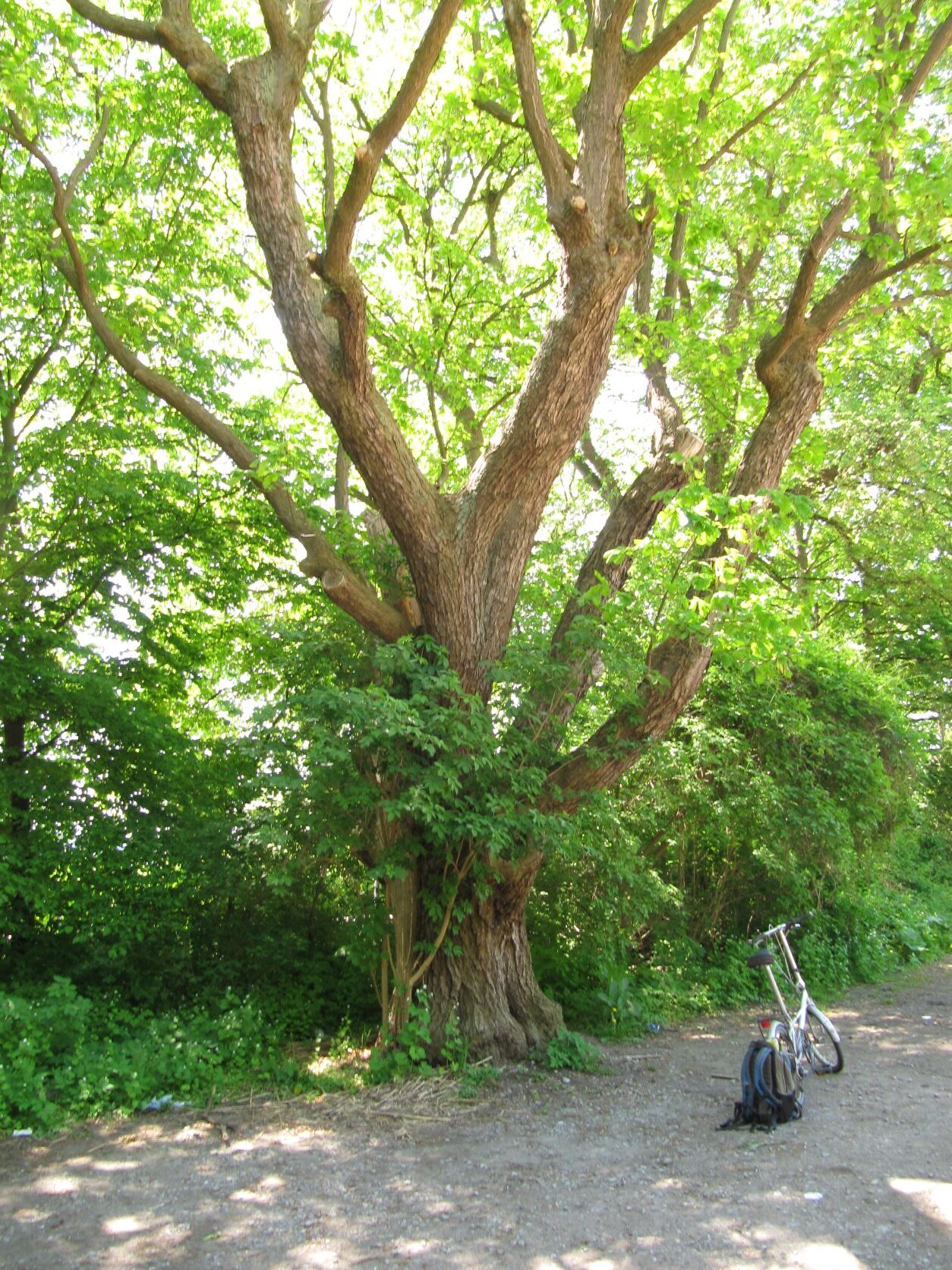 Quercus macranthera - Elbchaussee - Mai 2022