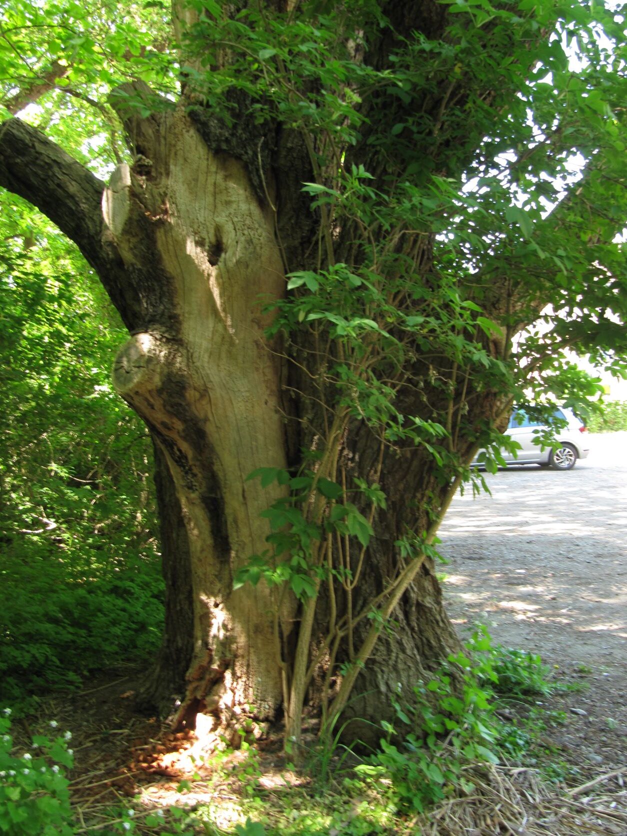 Quercus macranthera - Elbchaussee - Mai 2022