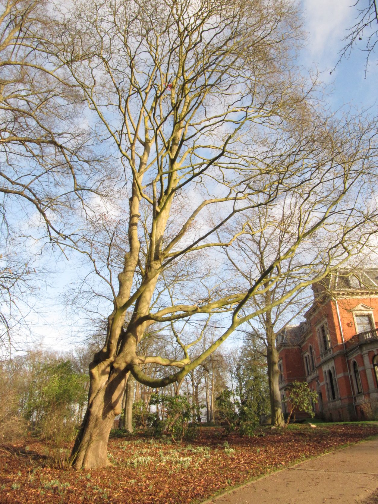 Acer cappadocicum - Etelsen - Feb.2022