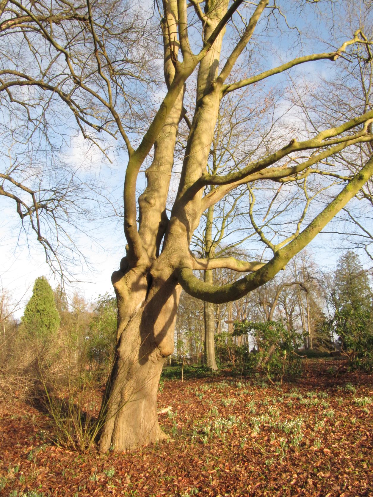 Acer cappadocicum - Etelsen - Feb.2022