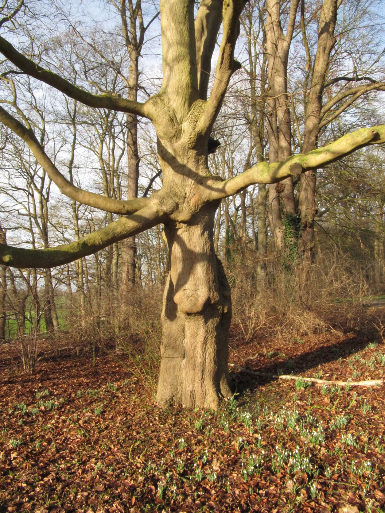 Acer cappadocicum - Etelsen - Feb.2022