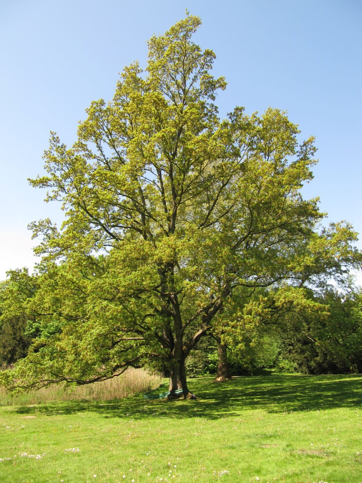 Quercus cerris - Reemtsmapark - Mai 2022
