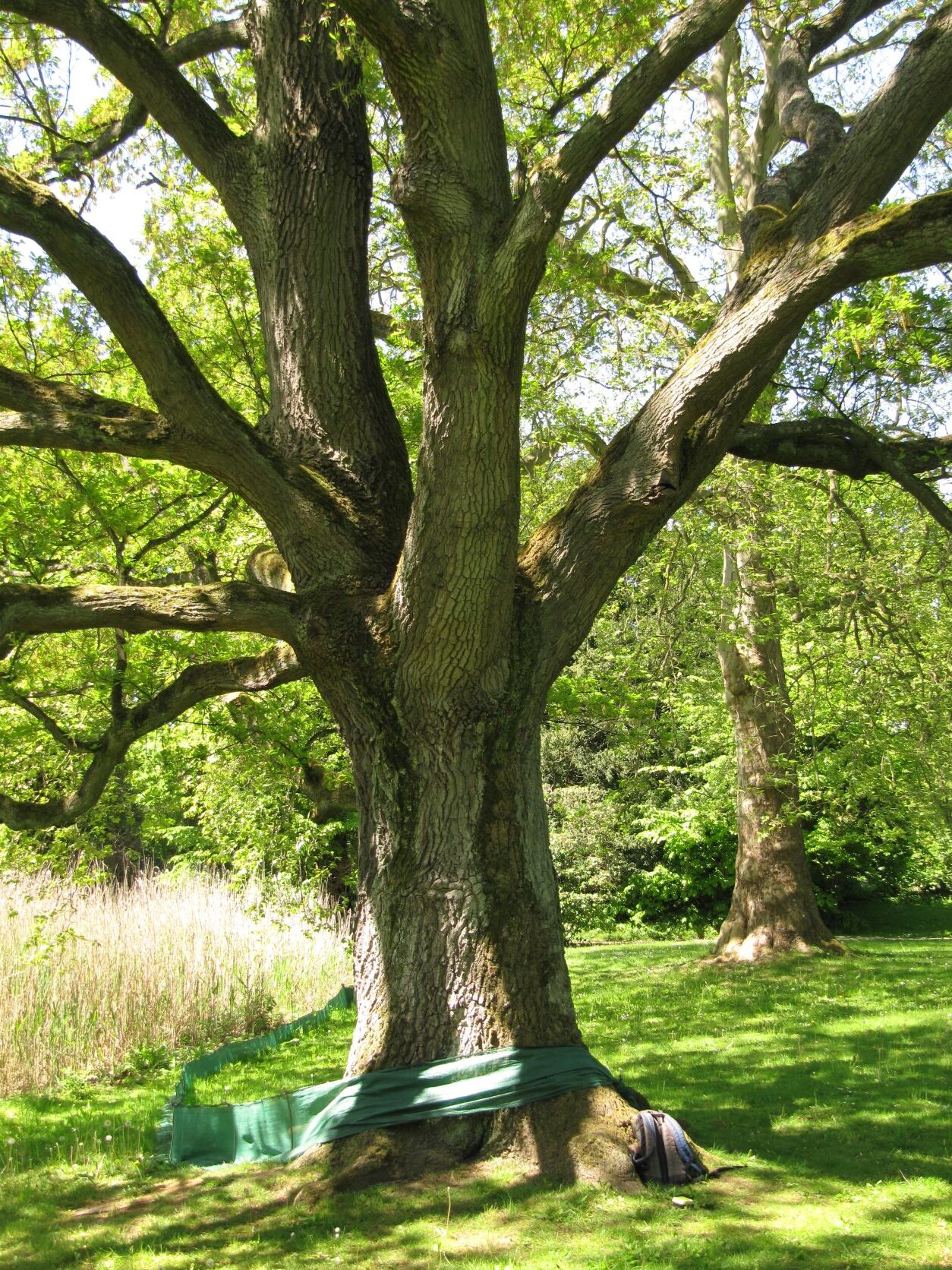 Quercus cerris - Reemtsmapark - Mai 2022