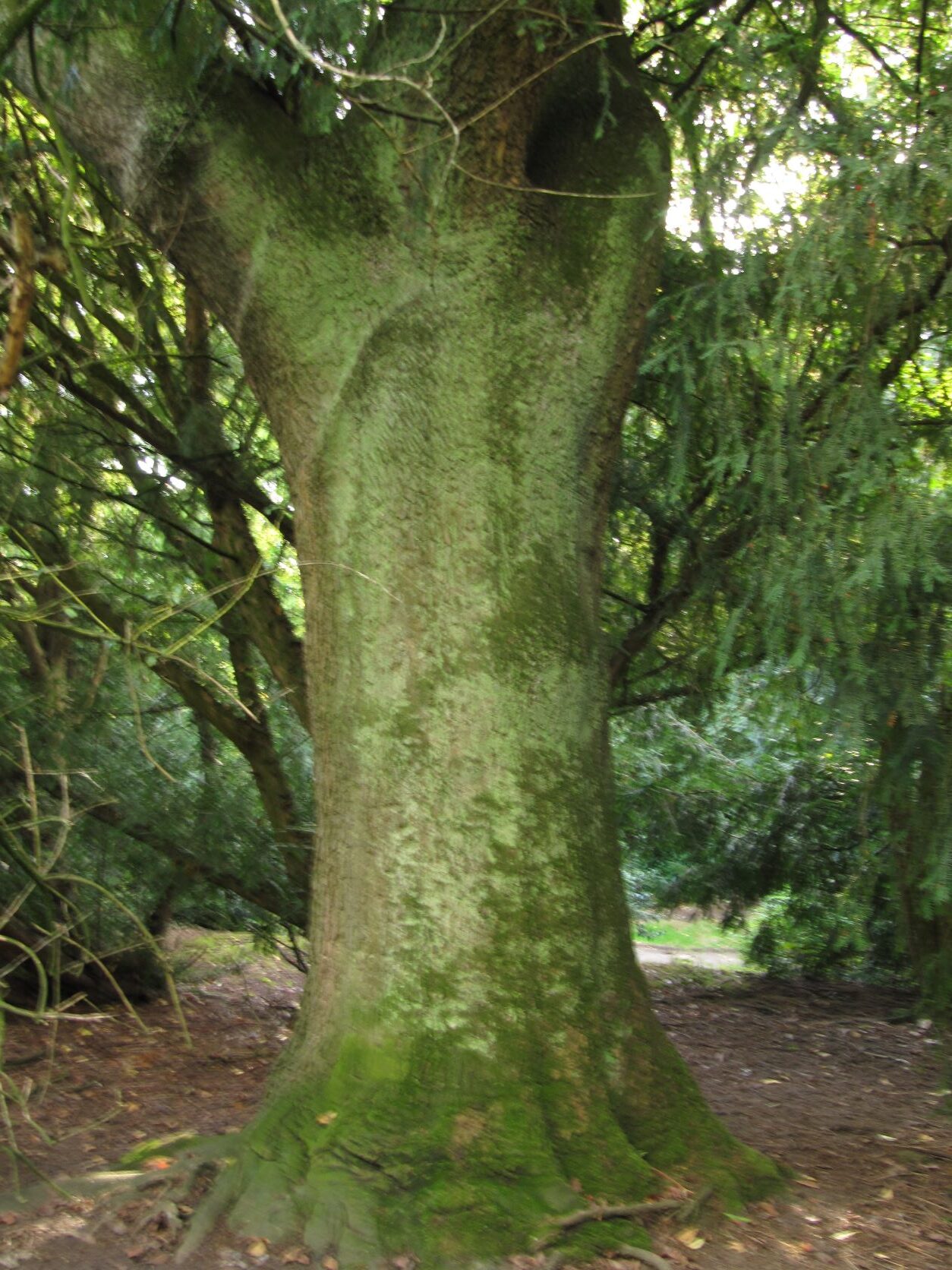 Ailanthus altissima - Bochum - 2022