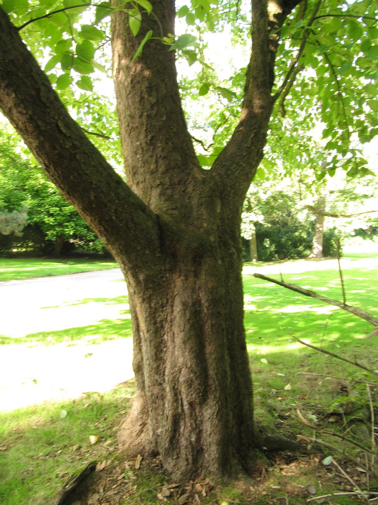 Davidia involucrata