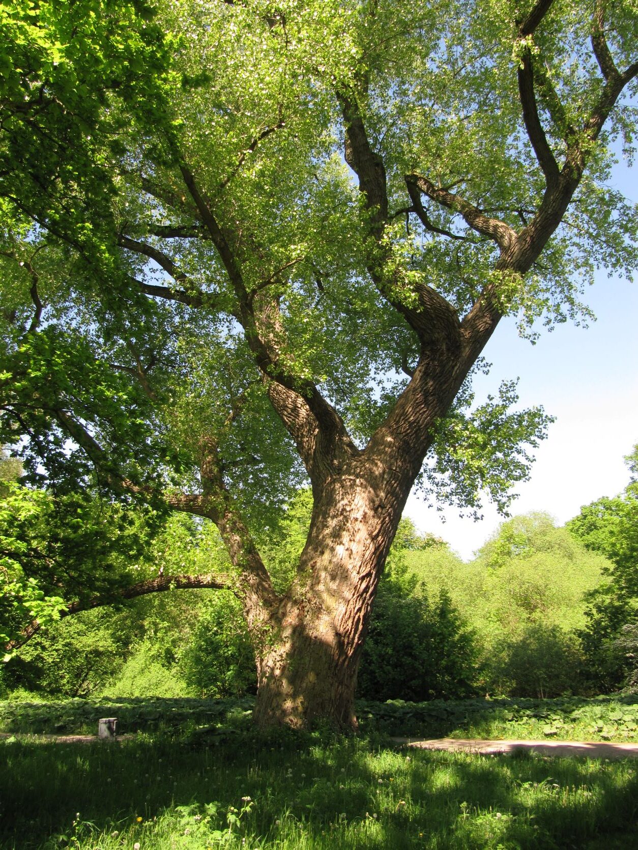 nigra Populus