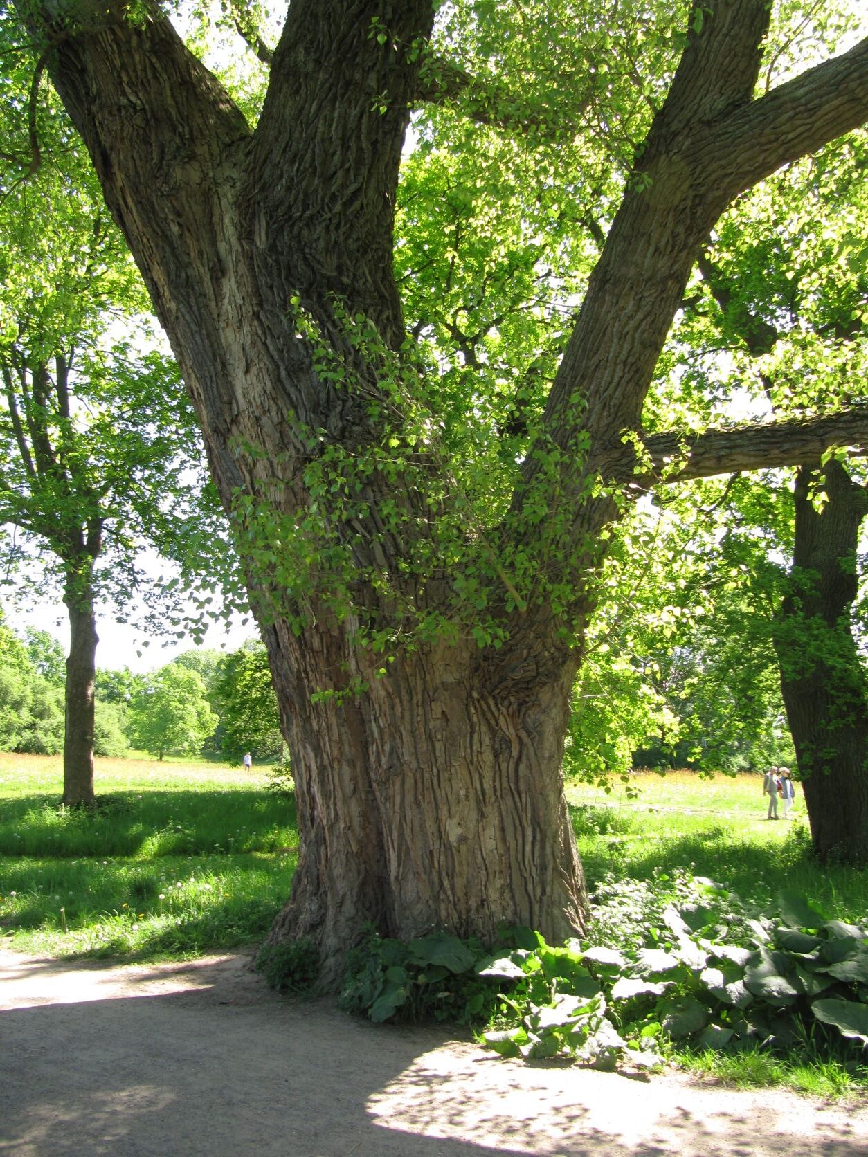 Populus nigra - Jenischpark - Mai 2022