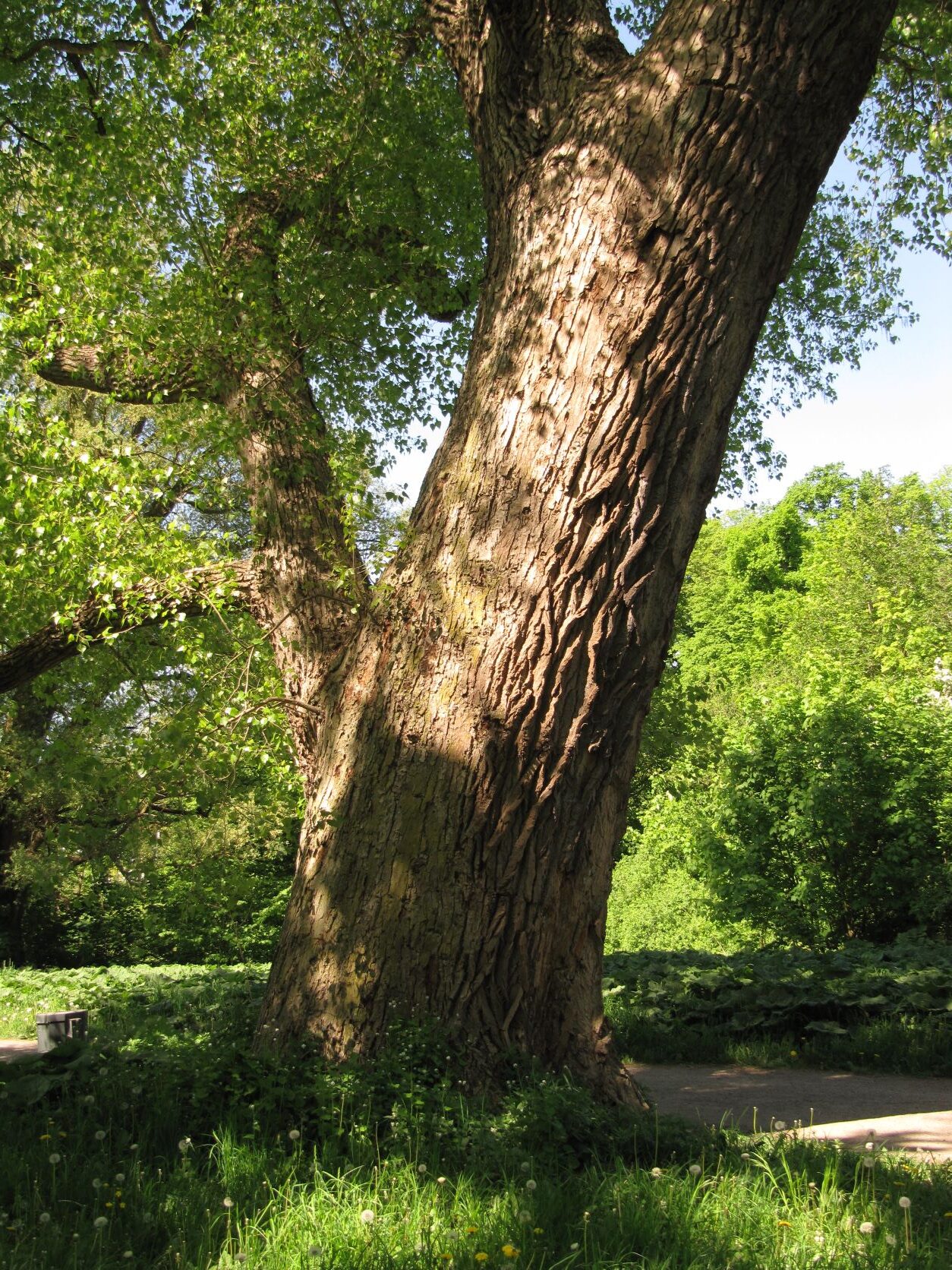 Populus nigra - Jenischpark - Mai 2022