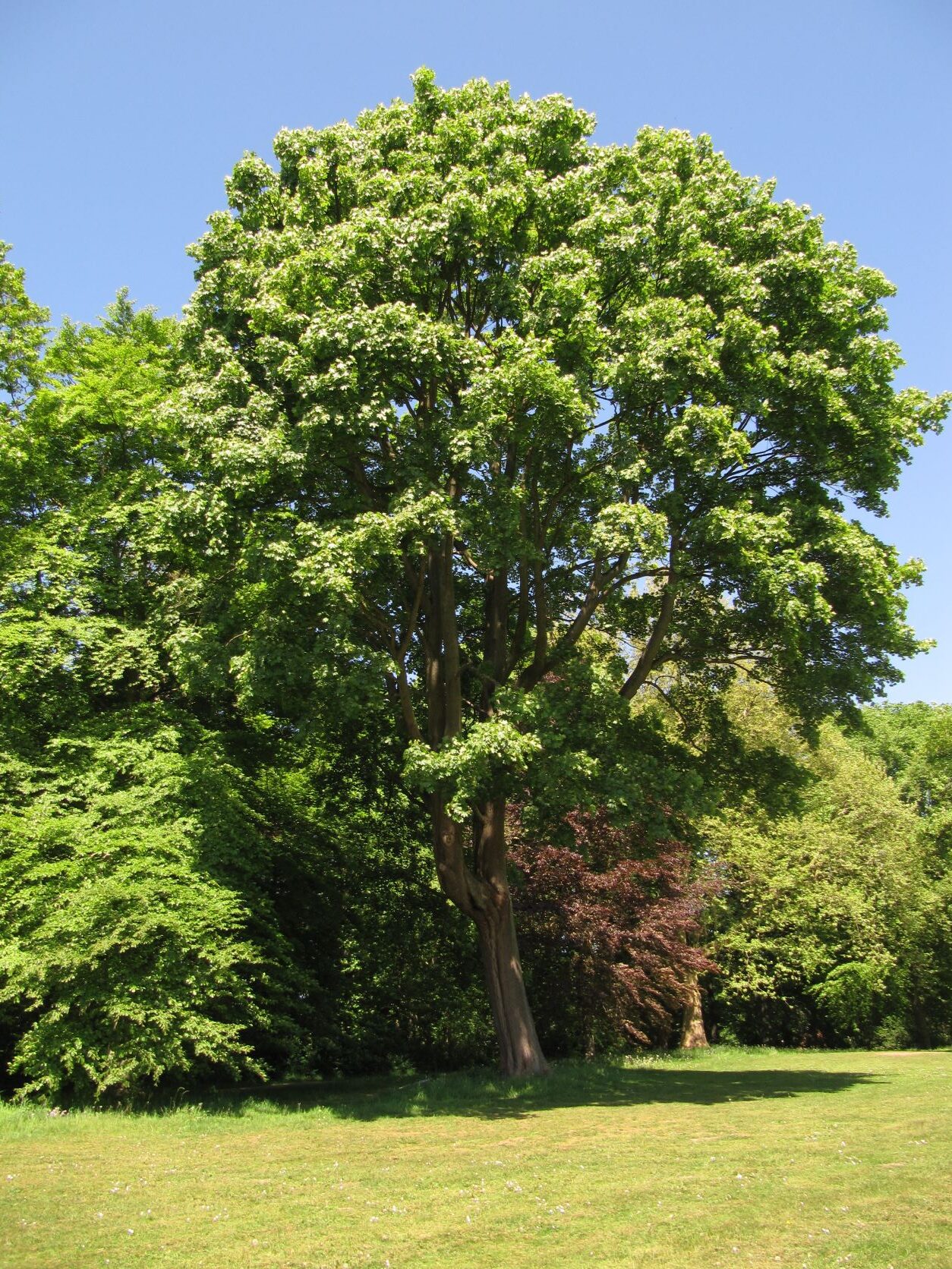 Acer platanoides