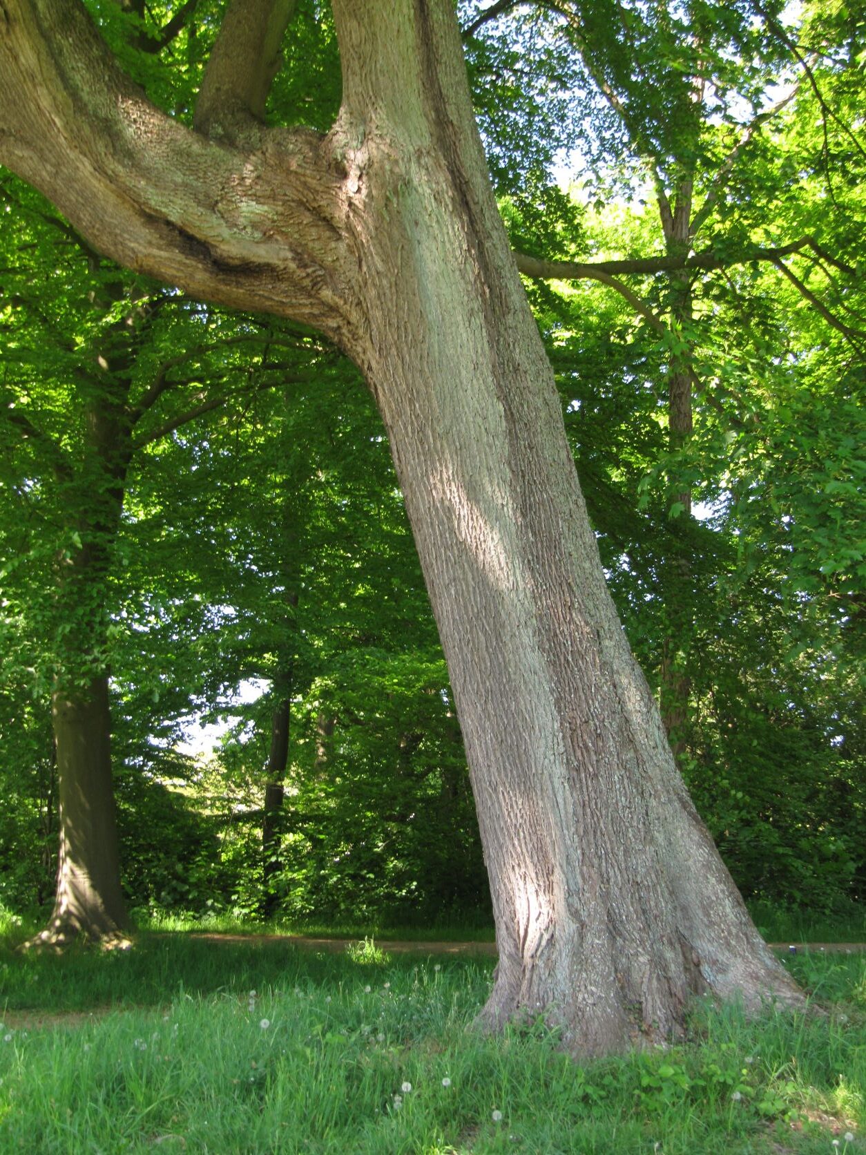 Acer platanoides - Jenischpark - Mai 2022