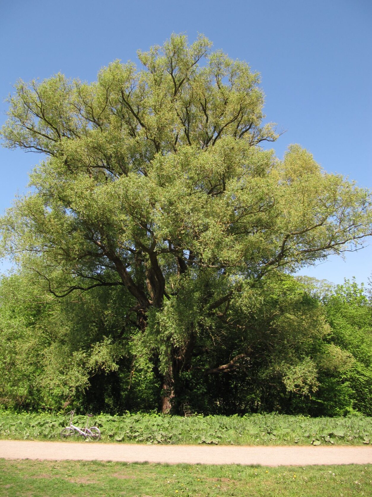 alba Salix