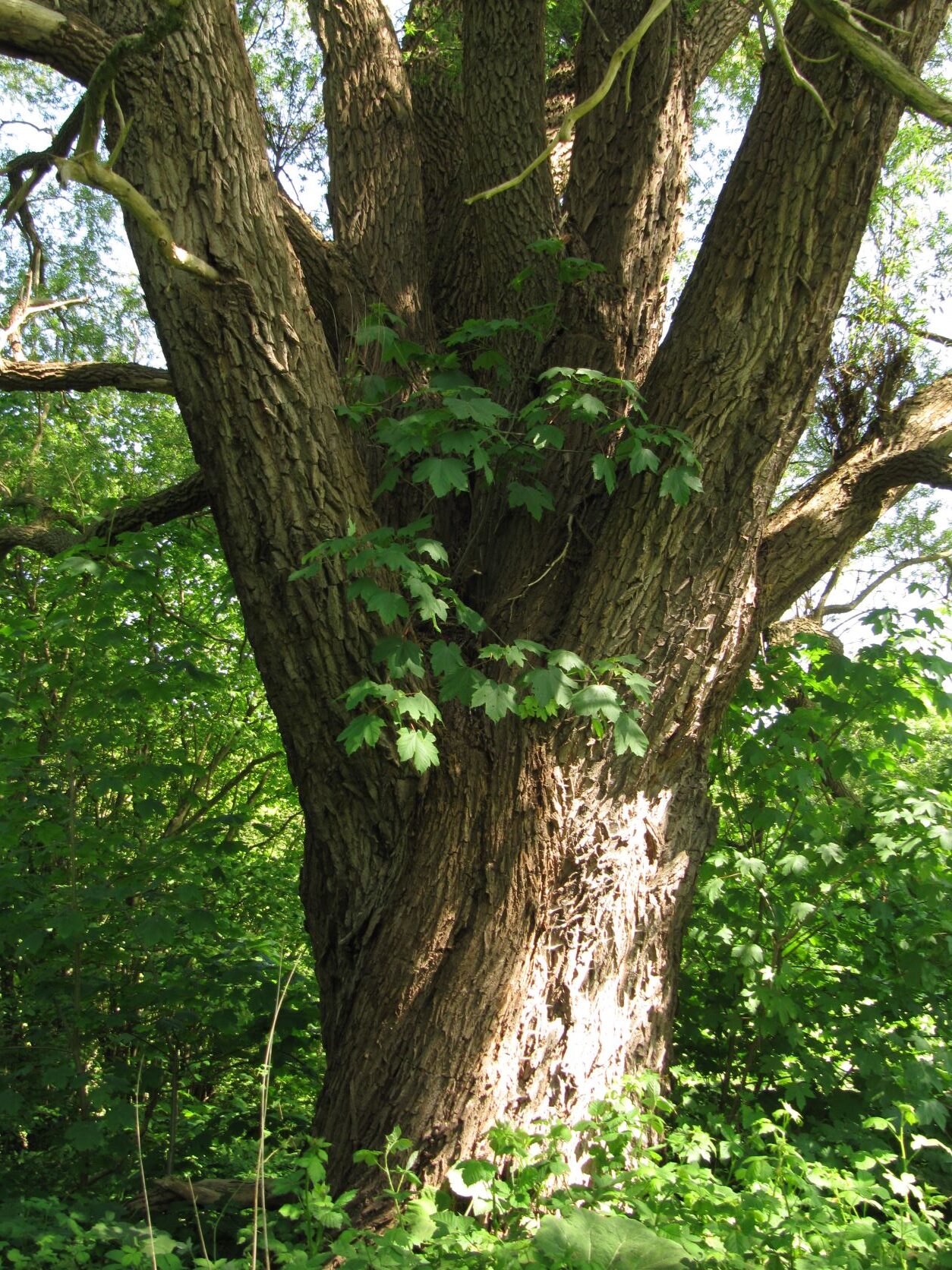 Salix alba - Jenischpark - Mai 2022