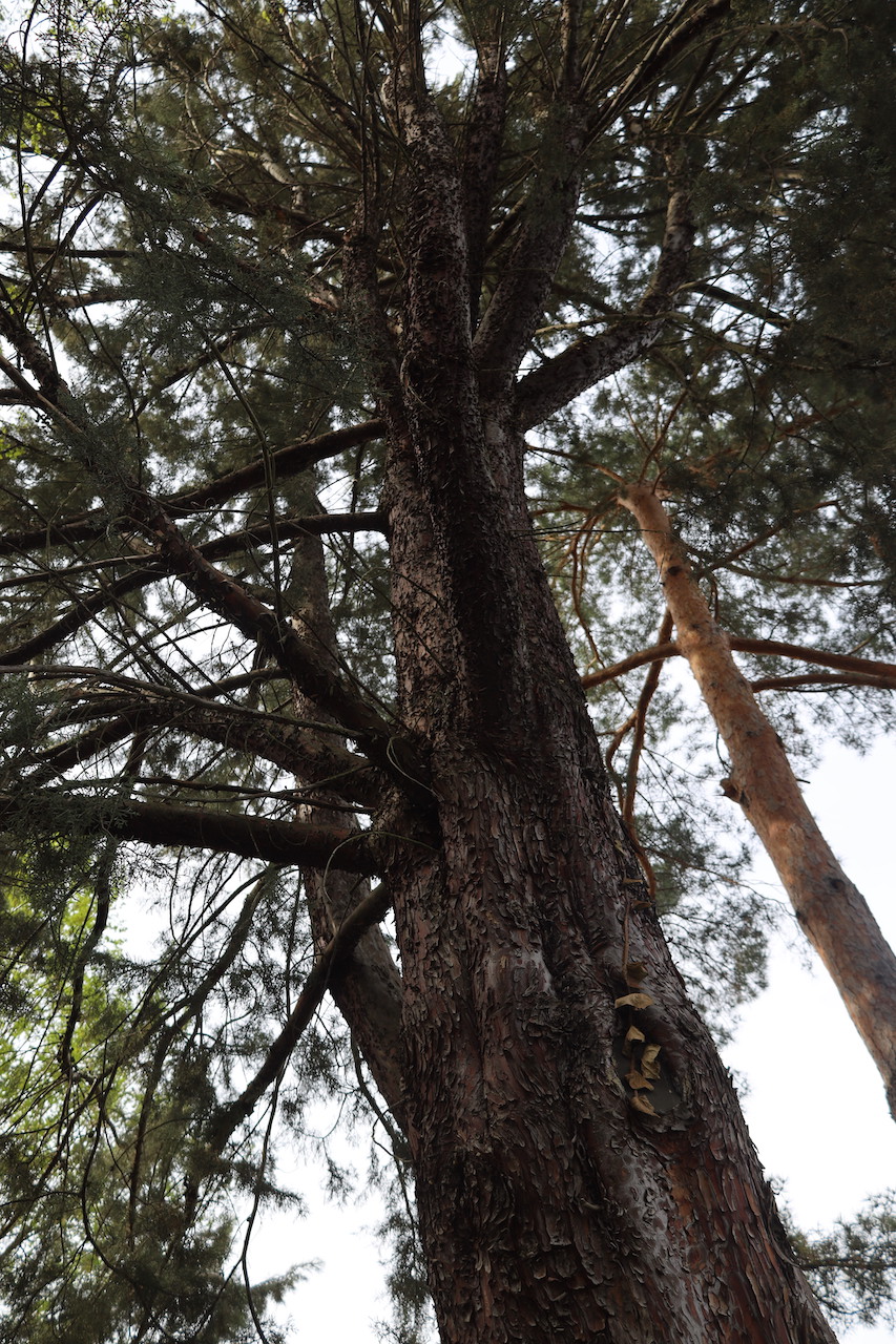 Cupressus bakeri - Palmengarten Frankfurt am Main - 2022