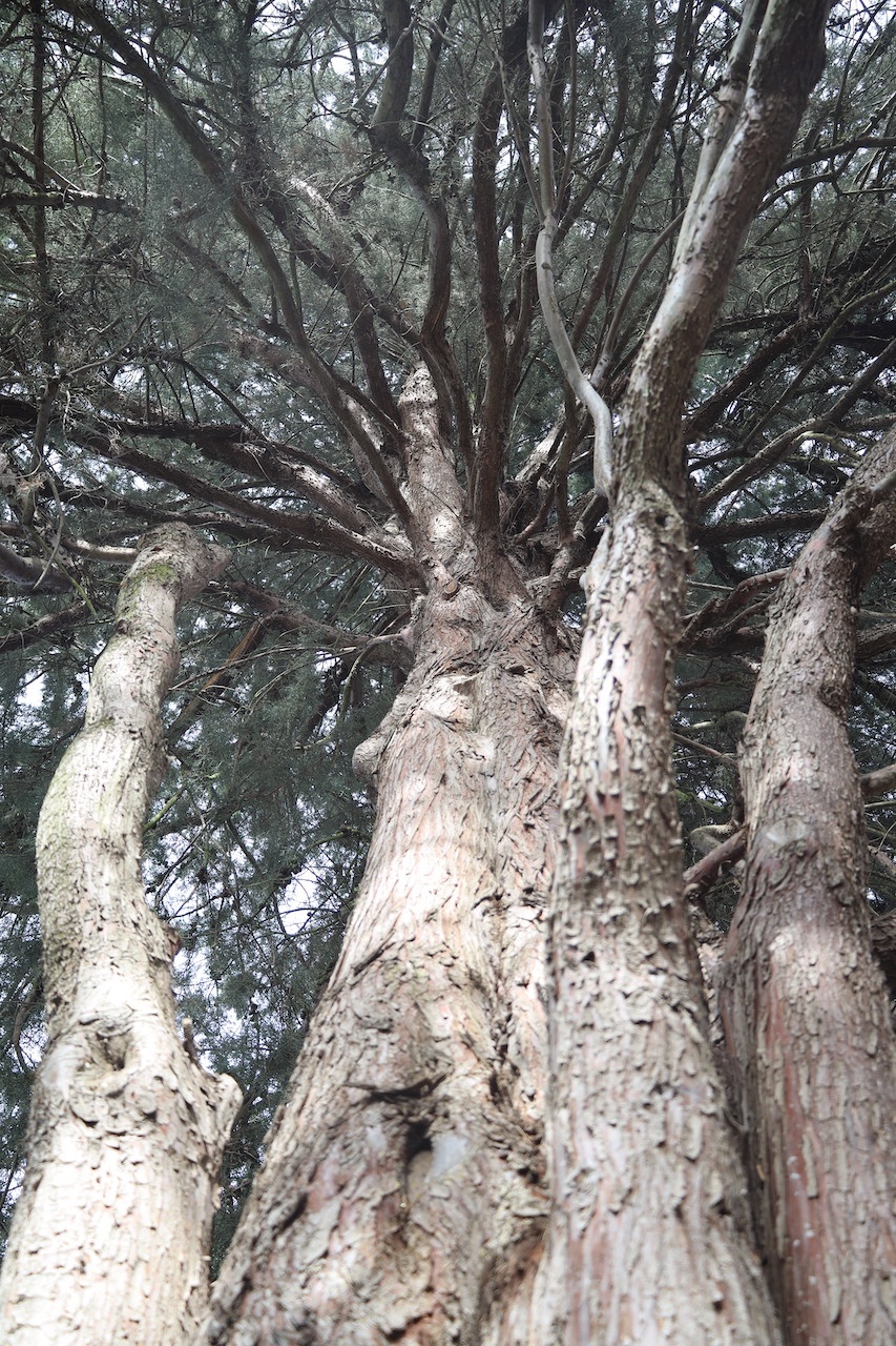 Cupressus sempervirens 'Horizontalis' - Palmengarten Frankfurt am Main - 2022