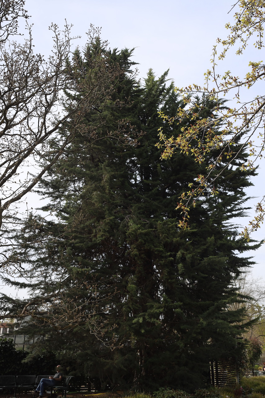 Cupressus sempervirens 'Horizontalis' - Palmengarten Frankfurt am Main - 2022