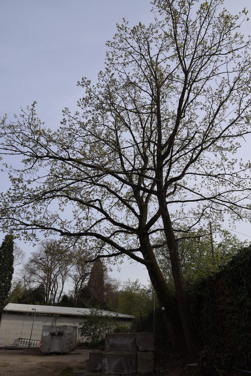 Quercus mongolica subsp. crispula - Palmengarten Frankfurt am Main - 2022