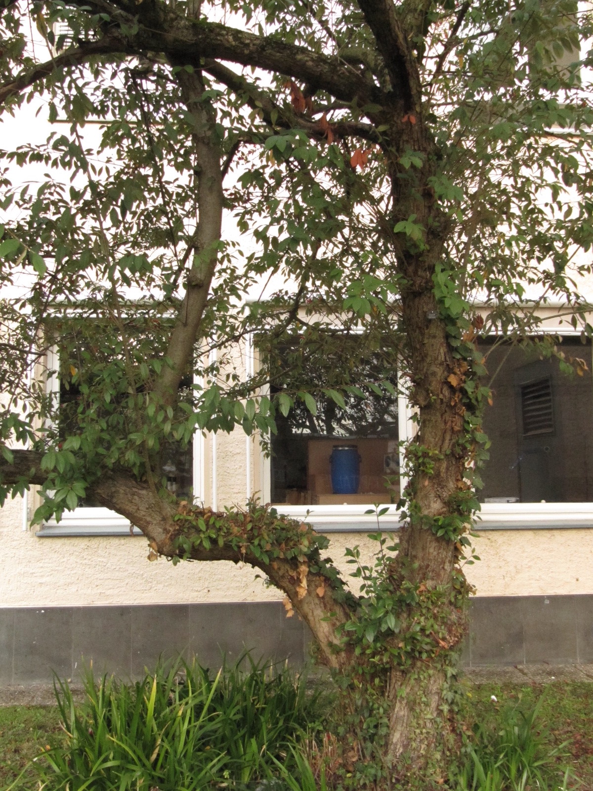 Cotoneaster × watereri 'Cornubia' - Bonn - 2023