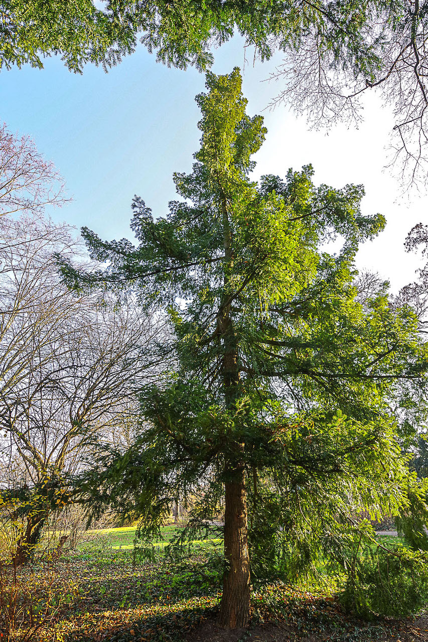 Torreya nucifera - Potsdam - 8.12.2022
