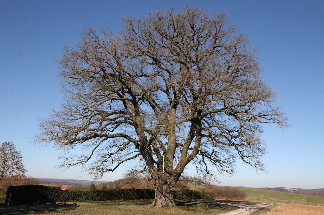 Quercus robur - Lollschied - März 2022