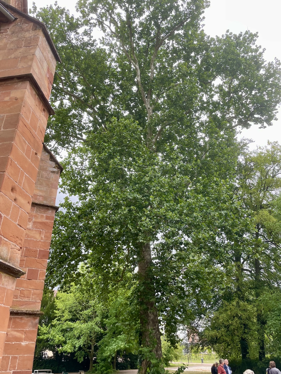 Platanus × hispanica - Mettlach - Juli 2023