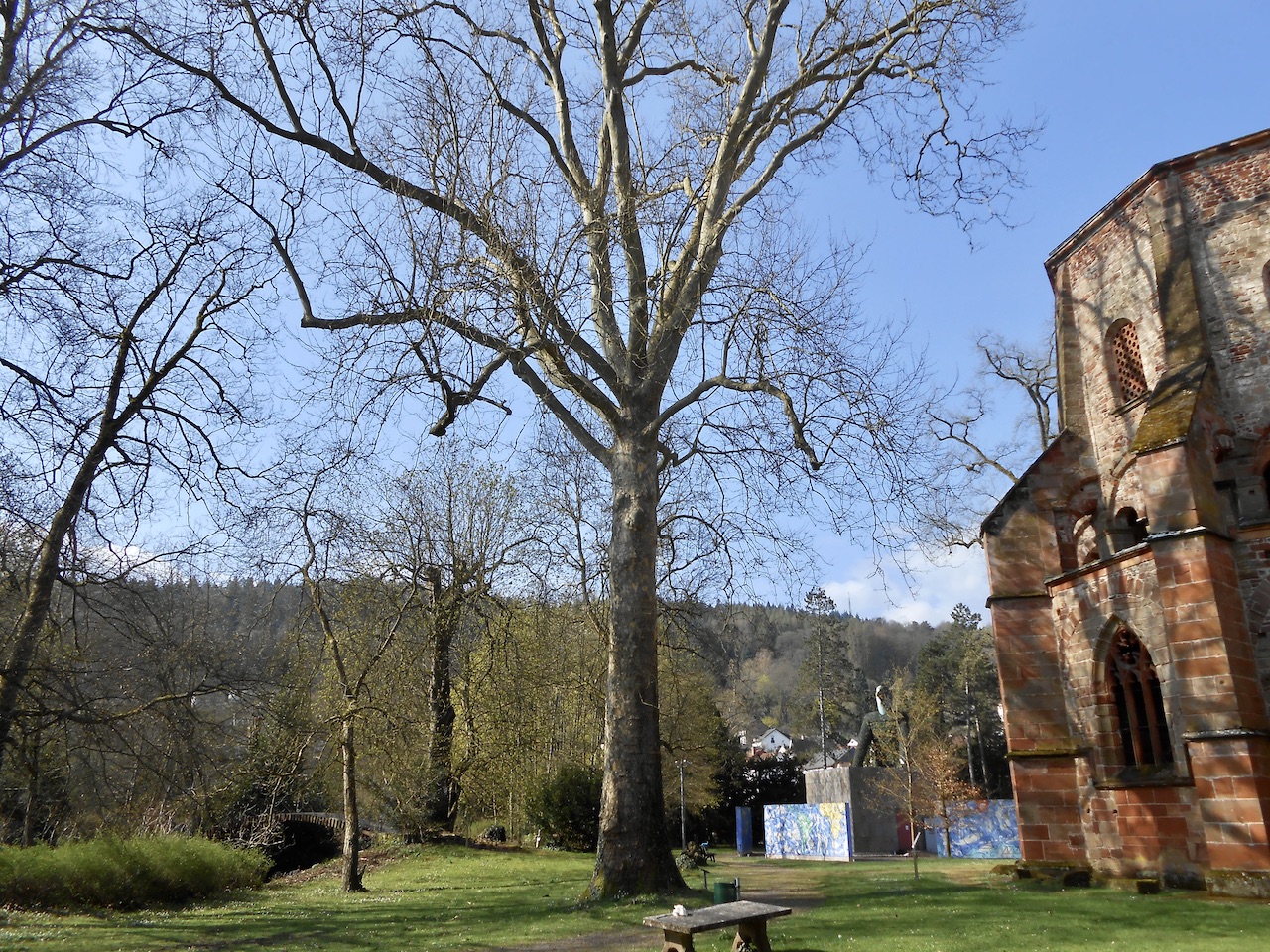 Platanus × hispanica - Mettlach - April 2022