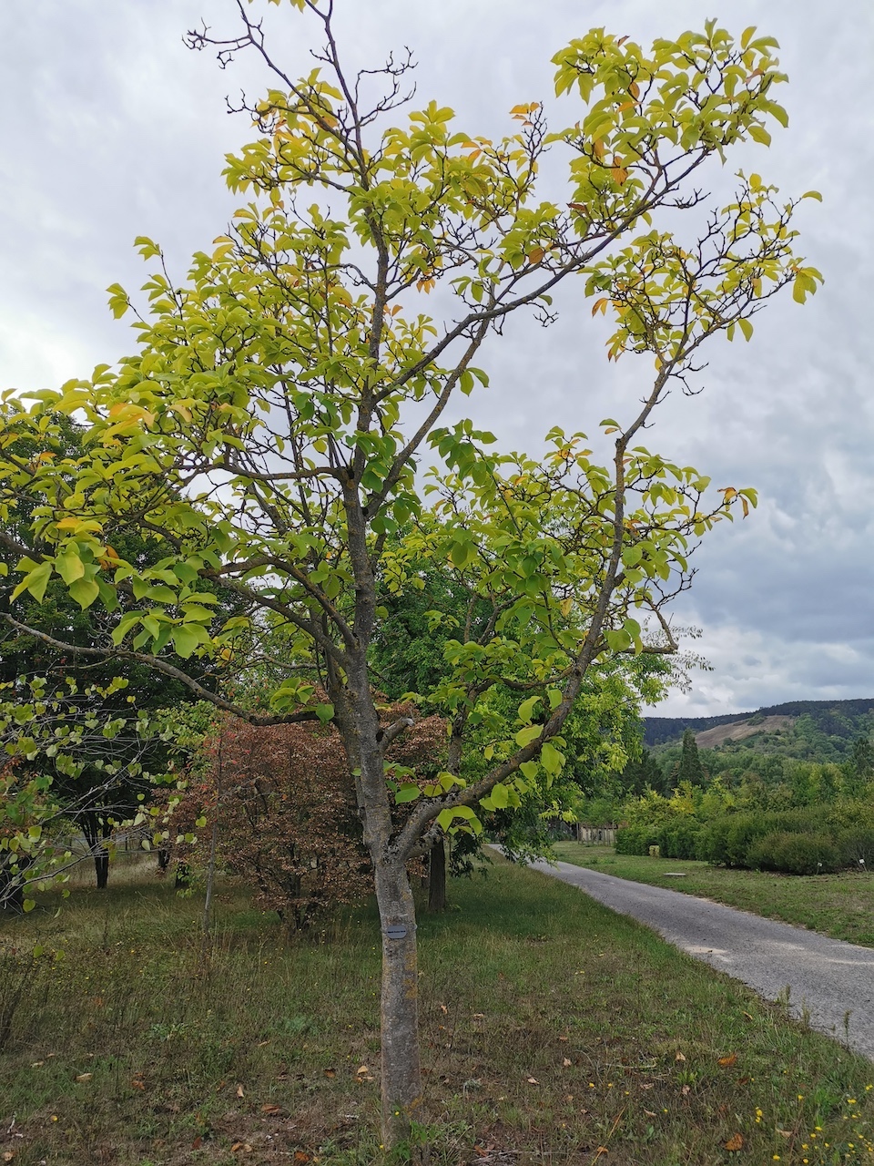 'Gresham' keine Artzuordnung Magnolia