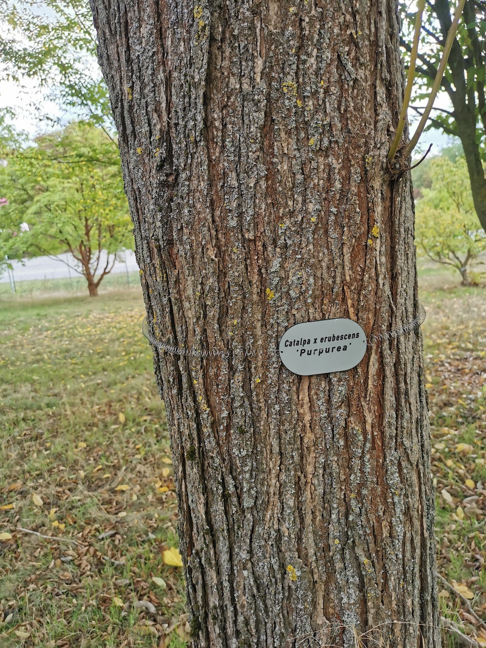 Catalpa × erubescens 'Purpurea' - Thüngersheim - 2022