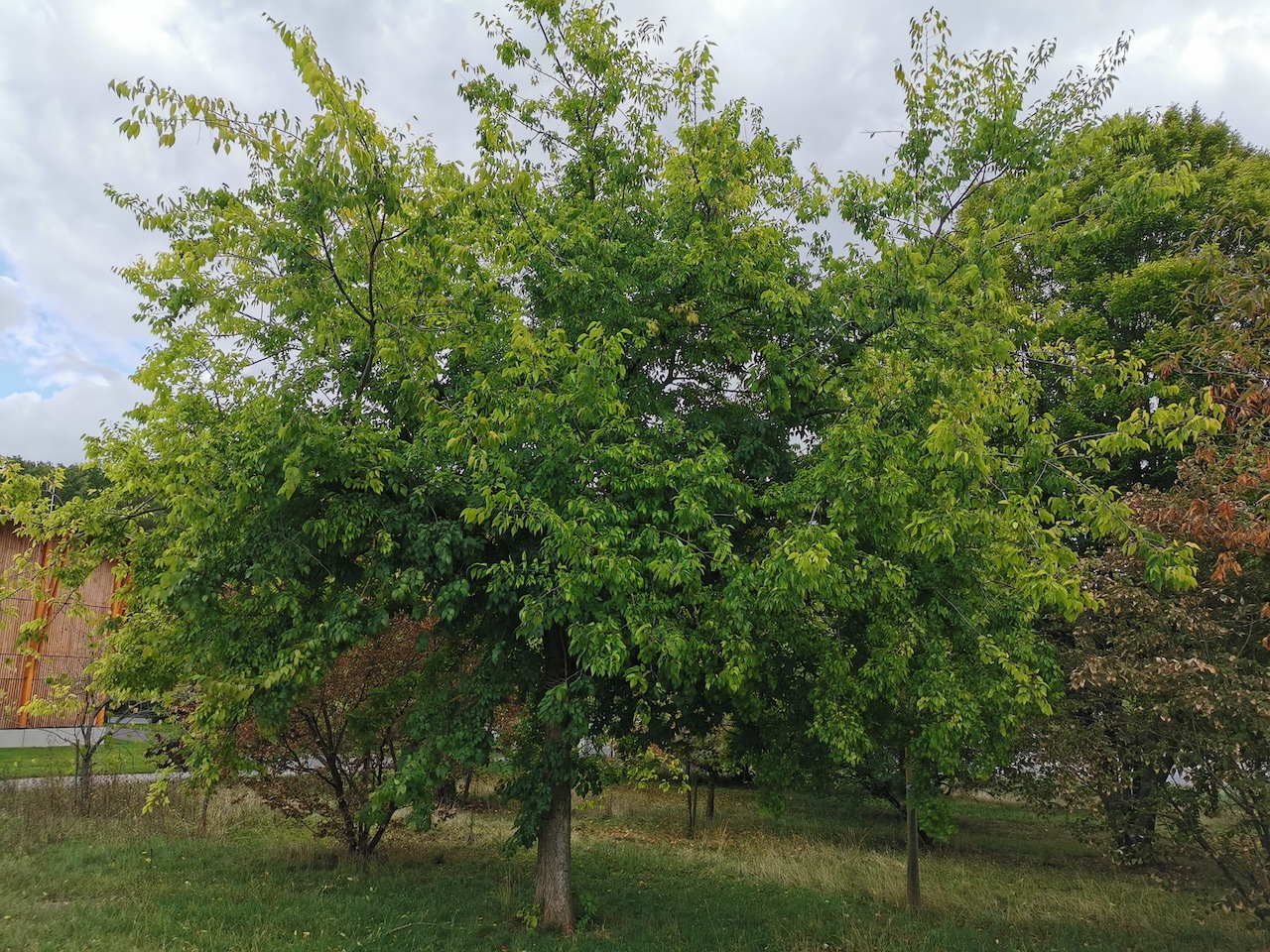 Celtis occidentalis