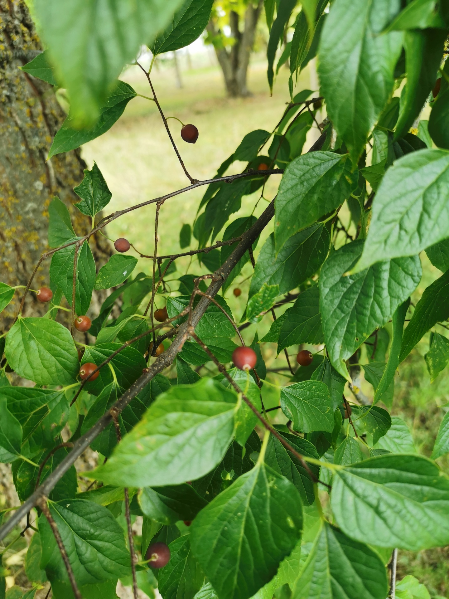Celtis occidentalis - Thüngersheim - 2022