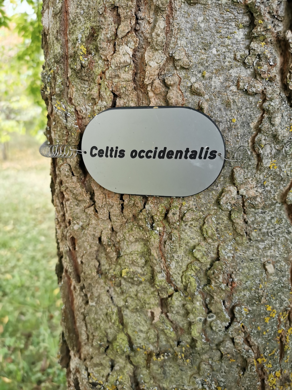 Celtis occidentalis - Thüngersheim - 2022
