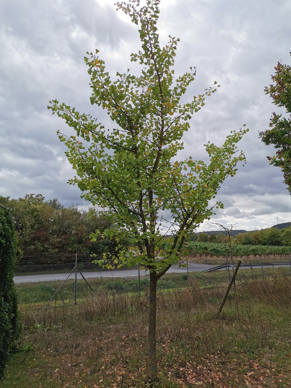 'Bergen op Zoom' biloba Ginkgo